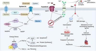 Recent progress in the role of endogenous metal ions in doxorubicin-induced cardiotoxicity